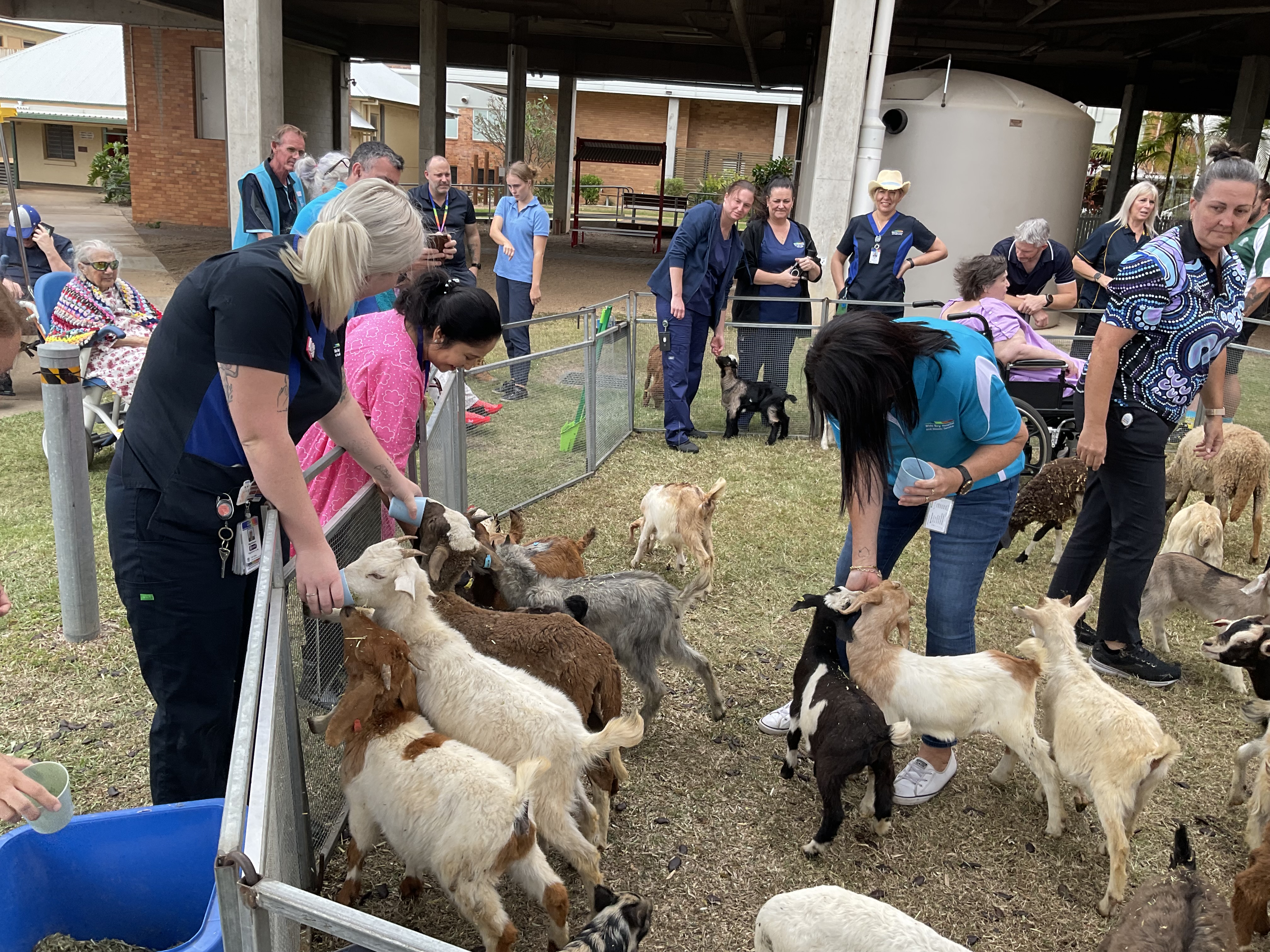 Image for Barnyard bliss: Old Macdonald’s Travelling Farm visits Maryborough Hospital